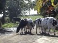 Cows come home for milking at 3pm