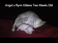 Two Burnthwaites Siamese Kittens 2 weeks old
