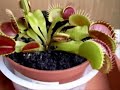 Venus Fly Trap Timelapse - Grows two mouths