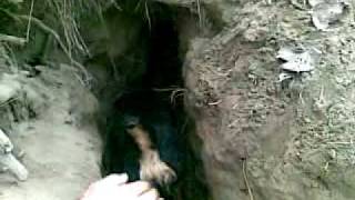 Fox Hunting With Jagdterrier