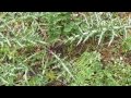 άγρια αγκινάρα - Cynara cardunculus - 31-3-2017