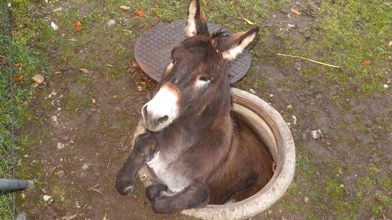 Осел смешной