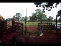 Matando boi com CBC NITRO X 1000 5,5 mm
