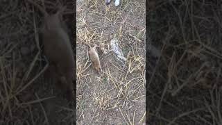 Jack Russel Terrier Versus Giant Rat