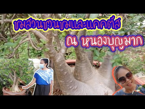 ชมสวนชวนชมและแคคตัสเป็นสวนไม้ดอกไม้ประดับปลูกแบบผสมผสานแนว ทฤษฎีใหม่เน้นปลูกง่ายๆ27/04/2564