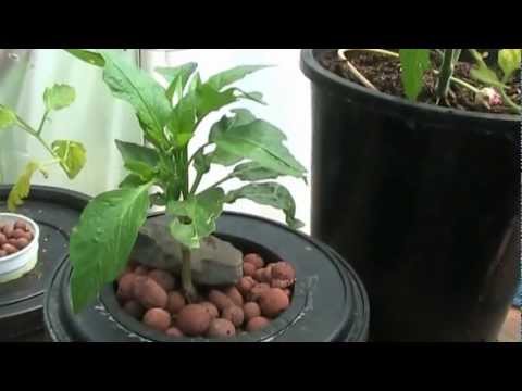 Hydroponics for Beginners,Easy DIY System