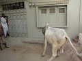 Cow Kick Running Away B4 Qurbani Flv