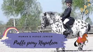 Piaffe Pony Napoleon