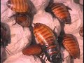 The Cockroach Hall of Fame & Museum