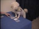 VERY FUNNY DOG PLAYING CARDS CLEVER DOG