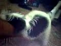 CANE CHE SCOPA ( FA SESSO ) E SI ACCOPPIA CON LA MIA SCARPA