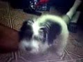 CANE CHE SCOPA ( FA SESSO ) E SI ACCOPPIA CON LA MIA SCARPA
