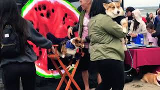 Corgi Con