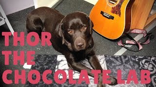 Watch Malukah Thor The Chocolate Lab video