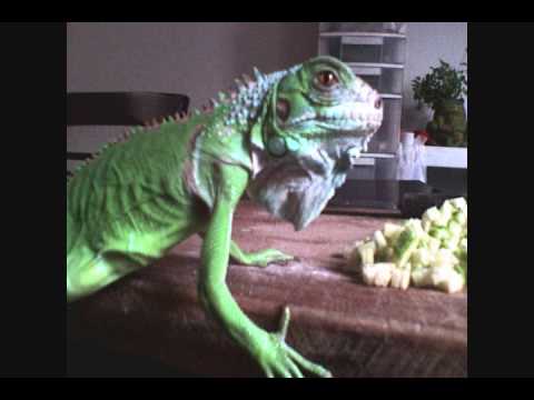 IGUANAS CUIDADOS iguanas cuidados: