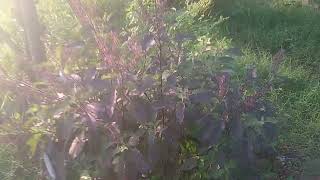 Tulsi Planted 3 Months Back As Part Of Tulsi Van Project Is Growing Very Well