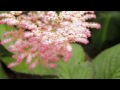 Most beautiful garden. Canada.