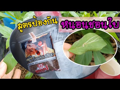 สูตรป้องกัน หนอนชอนใบ แมลงศัตรูพืชผักเรา แบบง่ายๆ ทำตามได้เลย | แม่ต่าย