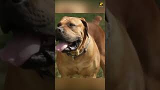 The Biggest Dog Breeds Boerboel