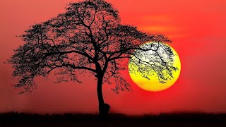 Cırcır Böceği Sesi, Kuş Sesi, Doğa Sesi, Meditasyon, Uyku, Dinlendirici, Rahatlatıcı Müzik