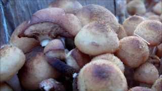 M Is For Mushrooms The Abcs Of Death 2 Contest