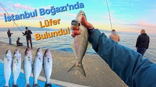 Aranan Lüfer Bulundu - İstanbulda At Çek Lüfer Avi - Orkinos İçerir