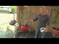 Cesar's Dog Training Video: Aggression During Feeding