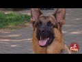 Dog Runs Off In Convertible
