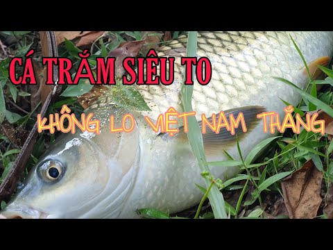 "Cá Trắm Cỏ Siêu To" Không Lo Việt Nam Thắng.