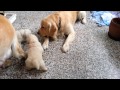golden retreiver