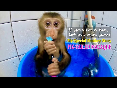 Làm sao để chăm sóc một bé khỉ con