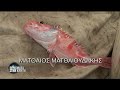 ψαρεμα
