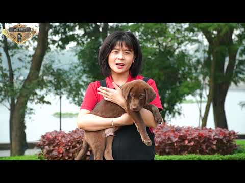 AZPET - Cách thức chọn chó Labrador và kỹ thuật chăm sóc khi nuôi Labrador.