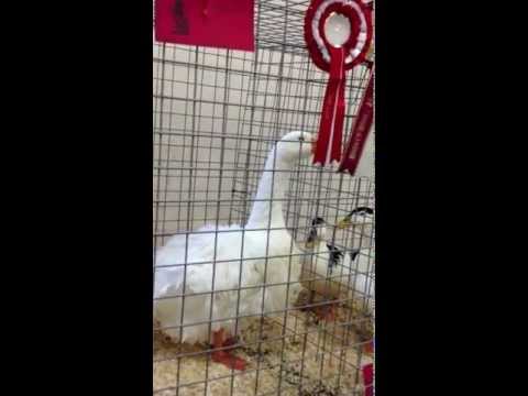 SEBASTOPOL GOOSE WINNING CHAMPION GOOSE AT THE FEDERATION SHOW 2012