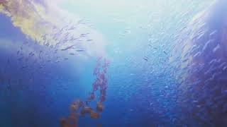 Anchovies Schooling in Big Sur 2017
