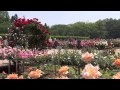 神代植物公園　「バラの花図鑑」