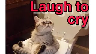 Compilation clips for funny cats || Laugh to cry 😂😁😍