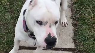Funny and Cute Dogs Barking Mix - Cachorro Latindo - Perro Ladrando - Hund bellt - 狗吠 - สุนัขเห่า