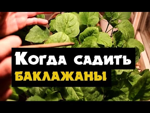 Когда сеять рассаду баклажан в сибири 24
