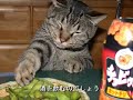 ネコカラ 酒と泪と男と女 河島英五
