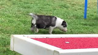 Chiot Mâle Laïka de Iakoutie