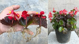 Surprised With How To Propagate Begonias From Leavesbegonia