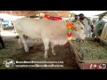 Beautiful White Bull In Cow Mandi Shahpur Kanjra 2013 images Beautiful White Bull In Cow Mandi Shahpur Kanjra 2013