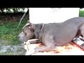 Best ultimate pit bull protection guard dog attack trained family pitbull k9 Achilles