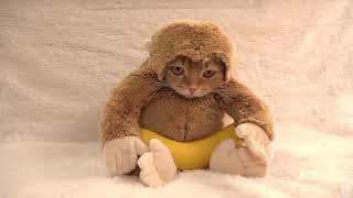 Cats and Dogs Wearing Funny Costumes - Crazy compilation