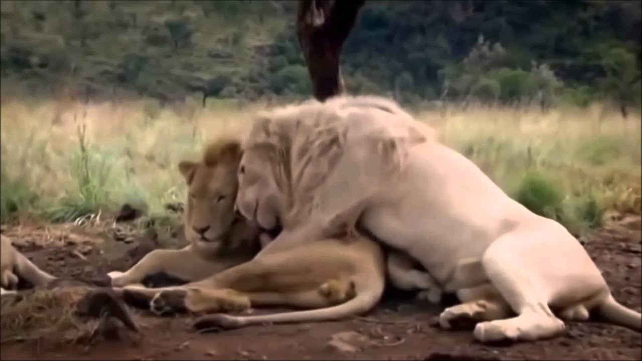 Сколько Лев Занимается Сексом