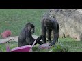 B-Roll: Western Lowland Gorilla Baby Sex Revealed