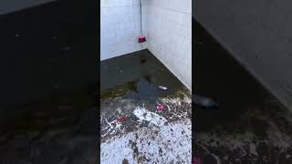Limpando Minha Piscina Abandonada Part 2