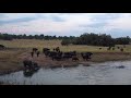 Buffalo