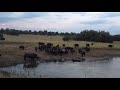 Buffalo